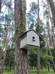 Homemade bird house on a pine tree in a city park. Caring for animals and birds in the natural environment