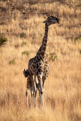 Giraffe in Pilanesberg National Park South Africa