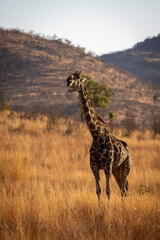Giraffe in Pilanesberg National Park South Africa
