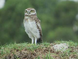             Owl perched on grass field
