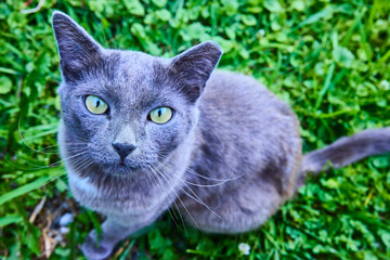 Gray Cat with Yellow Eyes in Lush Green Grass Close-Up