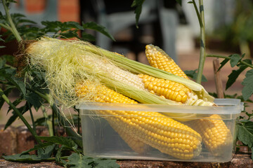 Naturally missing corn kernels on the cob.