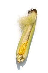 Naturally missing corn kernels on the cob on the white background