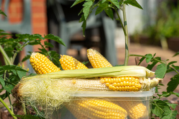 Naturally missing corn kernels on the cob.