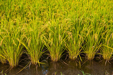 収獲間近の田んぼ