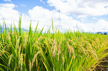 収獲間近の稲穂