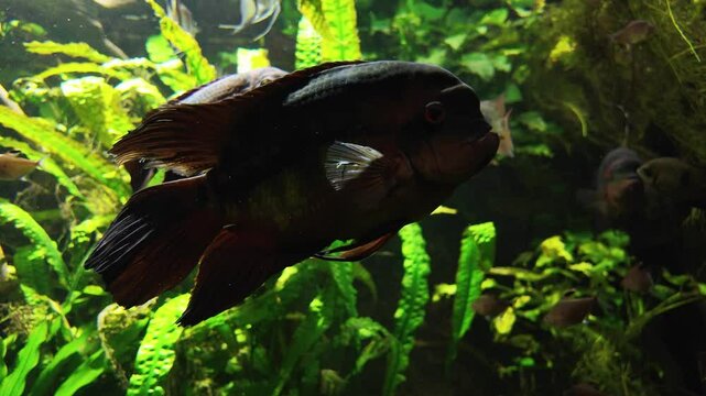 Slow motion of Emerald cichlid (Hypselecara temporalis) swimming in an aquarium against green aquatic plants in backlight. Freshwater fish tank. Vibrant underwater colours, water life.
