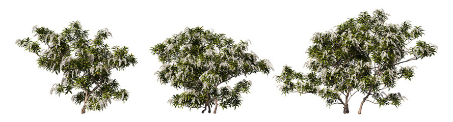 The tree has colorful flowers on a transparent background.