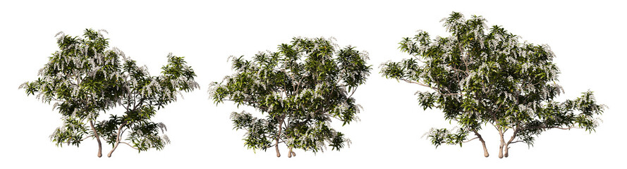 The tree has colorful flowers on a transparent background.