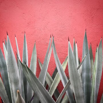 Urban green agaves in Oaxaca