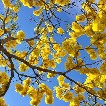 Tree with yellow flowers blooming