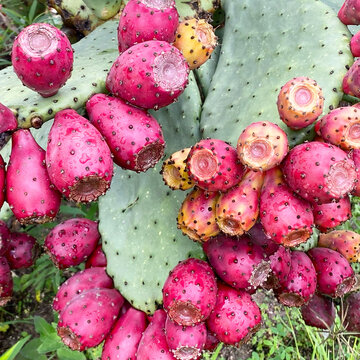 Prickly pears with read fruits 
