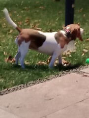 jack russell terrier