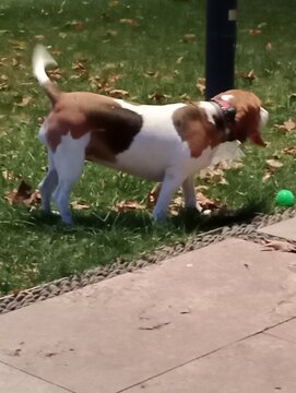 jack russell terrier
