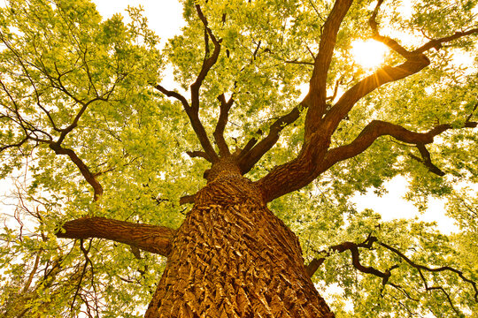 Old oak tree nature forest background