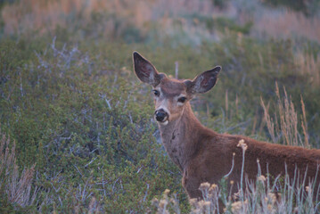 Mule deer looking at the camera