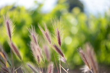 Gros plan sur l'orge des rats, vignes floues en arrière-plan