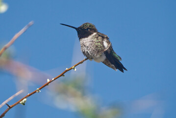 Hummingbird resting on a branch