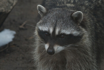 Portrait of a raccoon © Ramsey Samara