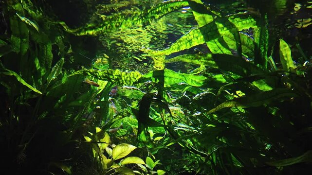 Green aquatic plants with long leaves in a freshwater aquarium. Vibrant underwater colours and beautiful reflections, water surface from below. Abstract slow motion of a fish tank for background.