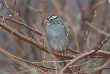 White crowned sparrow resting on a branch