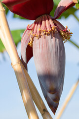 Close-up of an acorn or male inflorescence of a banana (Musa × paradisiaca)