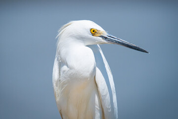 Closeup portrait of a snowy white egret