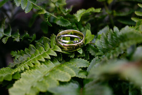 Closeup of Weddings Rings Sitting on Ferns