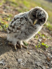 Baby Owl
