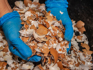 Hands Holding Pile of Crushed Eggshells for composting processes