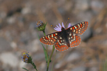 Butterfly just outside of the Three Sisters Wilderness, Oregon