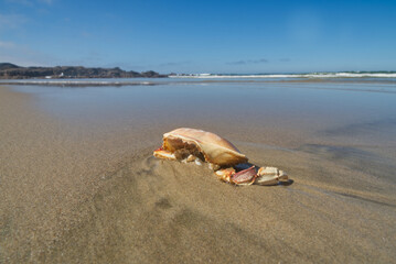 Obraz premium Dead crab left behind at low tide