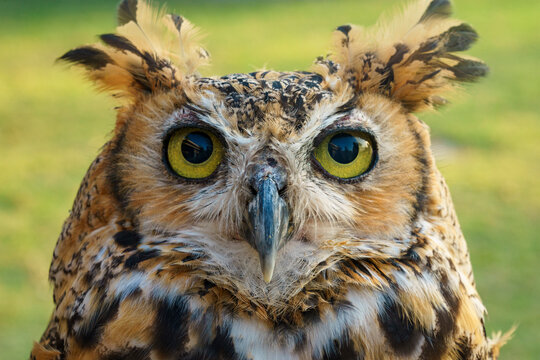 Eurasian eagle owl