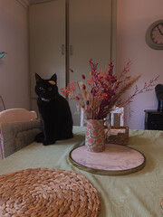 Cat kitchen table flowers 