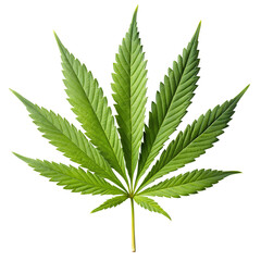 Marijuana plant herbs leaf isolated on transparent background