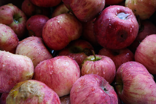 Washed ripe apples prepared for canning