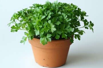 Fototapeta premium fresh parsley plant growing in a simple terracotta pot, placed against a white background. Perfect for culinary themes, gardening, and healthy living concepts. Ideal for use in design
