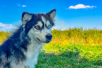 siberian wolf dog eyes different color