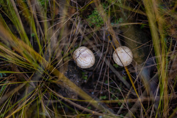 White mashrooms in the forest.  Nature green wood. Travel concept. High quality photo.