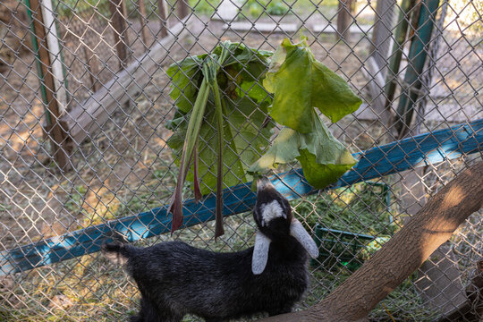 baby goat eats a plant