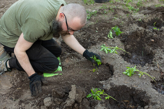 man plants small seedlings