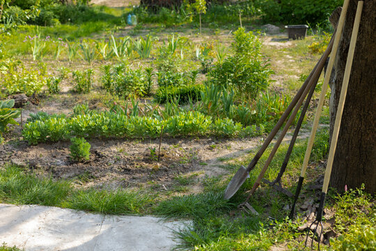 gardening tools near the tree