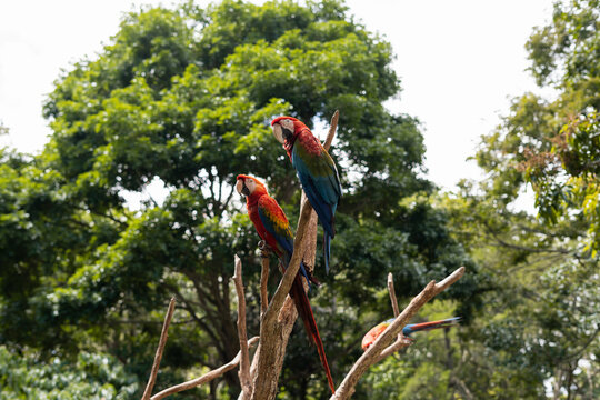 Some macaws in a tree