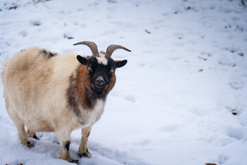 Funny, silly loking,  fat goat in snow