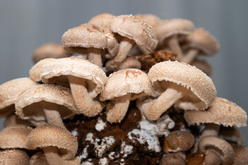 home grown shitake mushrooms, food
