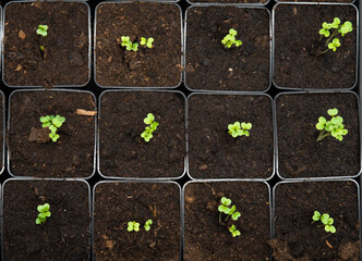 sprouts of turnip cabbage