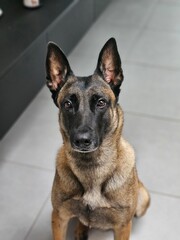 Cute Belgium Malinois sitting looking to the camera