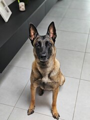 Cute Belgium Malinois sitting looking to the camera