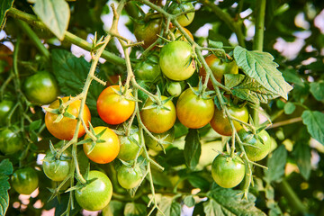 Ripening Cherry Tomatoes on Vine Close-Up