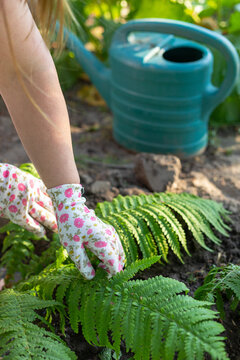 hand straightens a leaf of fern